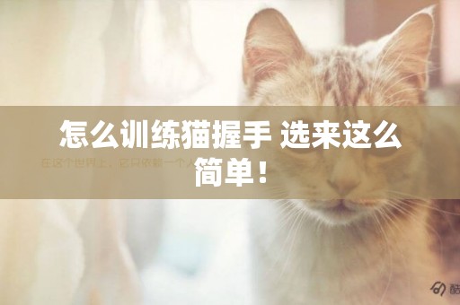 怎么訓練貓握手 選來這么簡單！