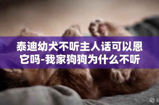 泰迪幼犬不聽主人話可以恩它嗎-我家狗狗為什么不聽主人的話