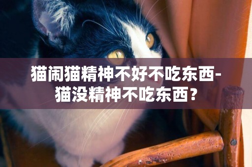 貓鬧貓精神不好不吃東西-貓沒精神不吃東西？