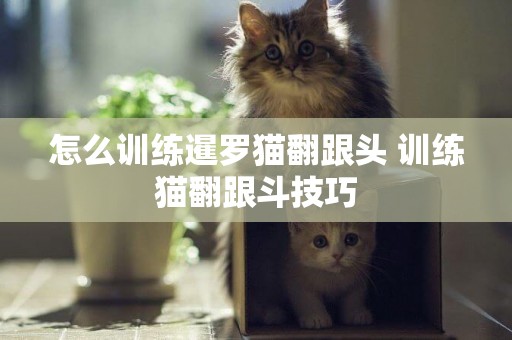 怎么訓練暹羅貓翻跟頭 訓練貓翻跟斗技巧