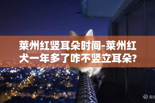 萊州紅豎耳朵時間-萊州紅犬一年多了咋不豎立耳朵??