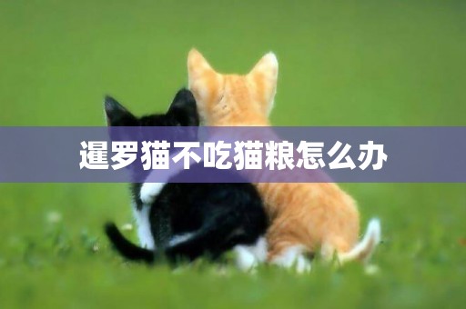 暹羅貓不吃貓糧怎么辦
