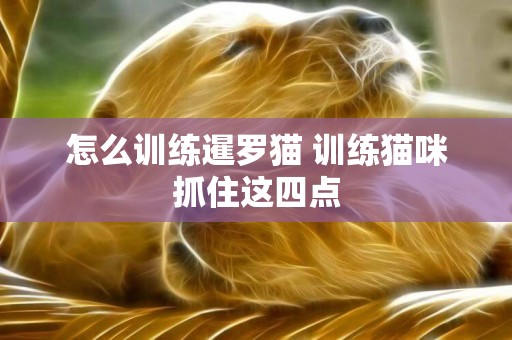 怎么訓練暹羅貓 訓練貓咪抓住這四點