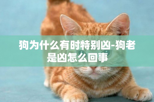 狗為什么有時特別兇-狗老是兇怎么回事
