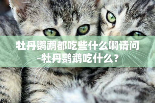 牡丹鸚鵡都吃些什么啊請問-牡丹鸚鵡吃什么？