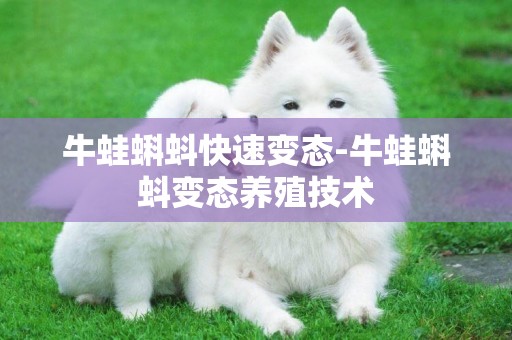 牛蛙蝌蚪快速變態-牛蛙蝌蚪變態養殖技術