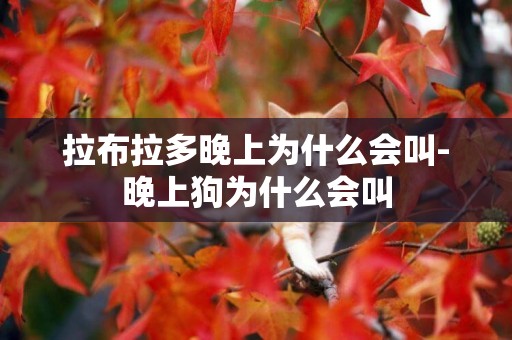 拉布拉多晚上為什么會叫-晚上狗為什么會叫