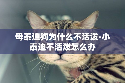 母泰迪狗為什么不活潑-小泰迪不活潑怎么辦