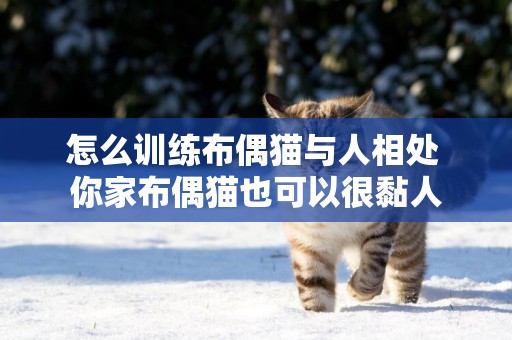 怎么訓練布偶貓與人相處 你家布偶貓也可以很黏人
