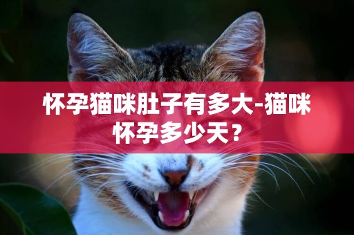 懷孕貓咪肚子有多大-貓咪懷孕多少天？