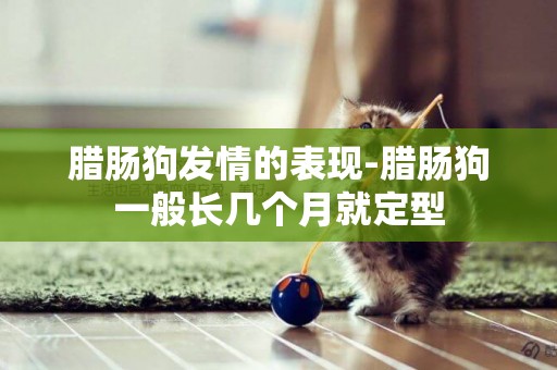 臘腸狗發情的表現-臘腸狗一般長幾個月就定型