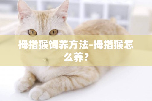 拇指猴飼養方法-拇指猴怎么養？