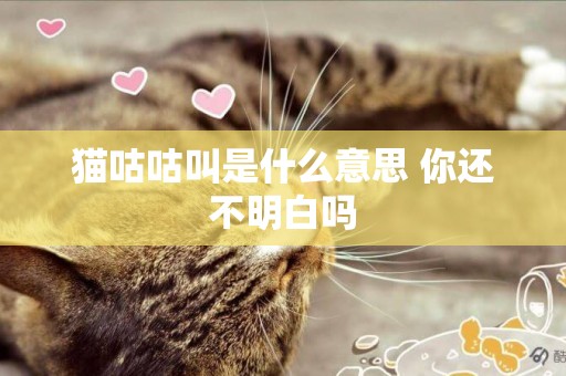 貓咕咕叫是什么意思 你還不明白嗎