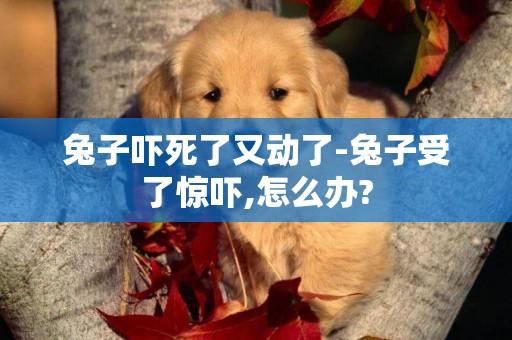 兔子嚇死了又動了-兔子受了驚嚇,怎么辦?