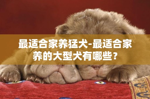 最適合家養猛犬-最適合家養的大型犬有哪些？