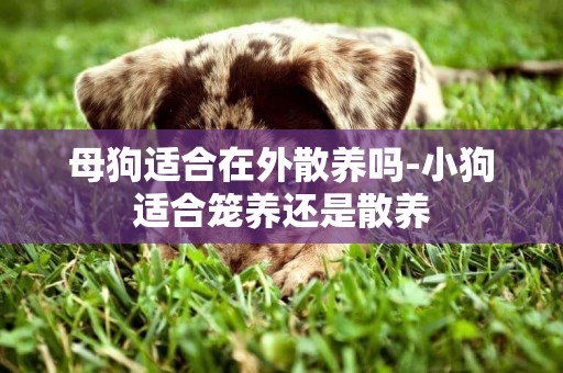 母狗適合在外散養嗎-小狗適合籠養還是散養
