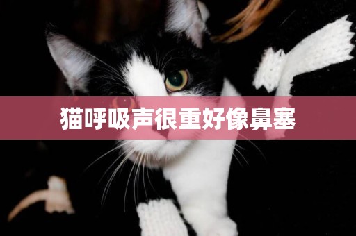 貓呼吸聲很重好像鼻塞