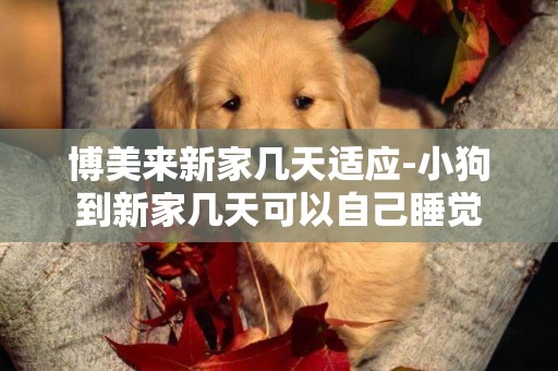博美來新家幾天適應-小狗到新家幾天可以自己睡覺