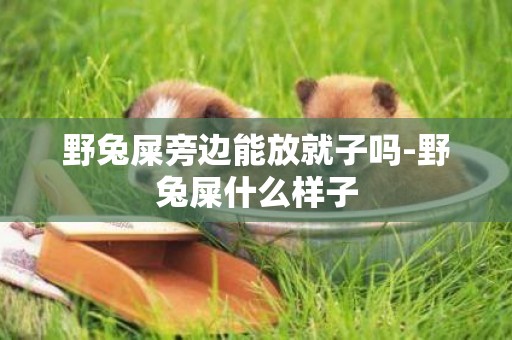 野兔屎旁邊能放就子嗎-野兔屎什么樣子