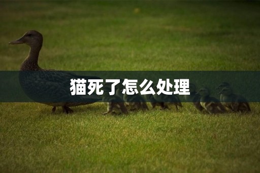 貓死了怎么處理
