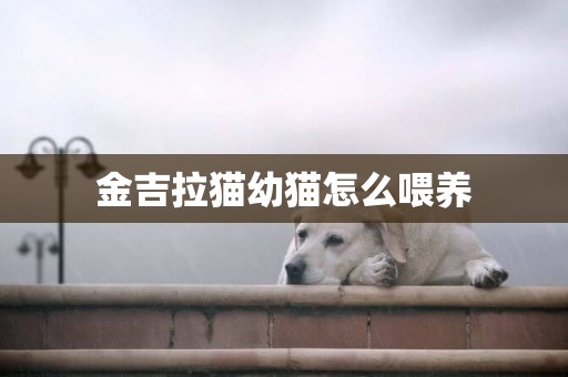 金吉拉貓幼貓怎么喂養