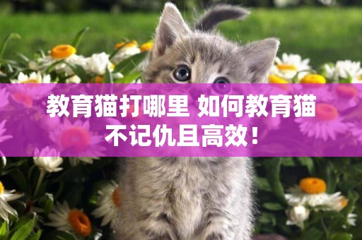 教育貓打哪里 如何教育貓不記仇且高效！