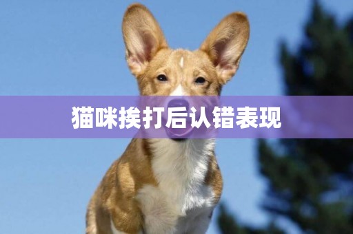 貓咪挨打后認錯表現