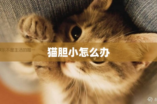 貓膽小怎么辦