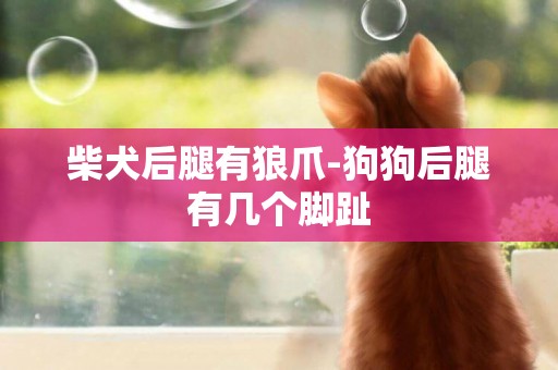 柴犬后腿有狼爪-狗狗后腿有幾個腳趾