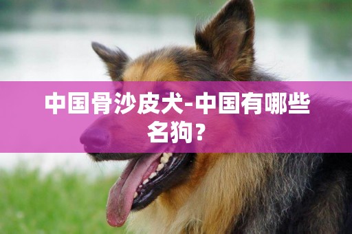 中國骨沙皮犬-中國有哪些名狗？