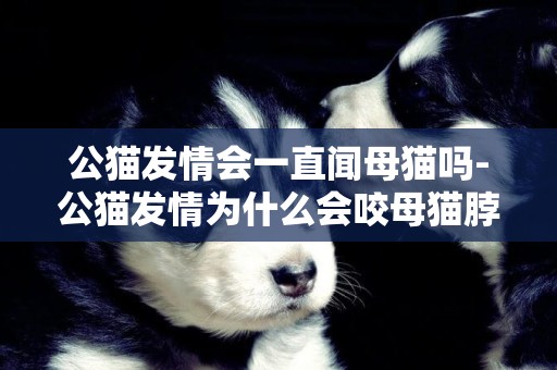 公貓發情會一直聞母貓嗎-公貓發情為什么會咬母貓脖子?原因是什么