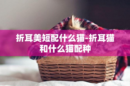 折耳美短配什么貓-折耳貓和什么貓配種