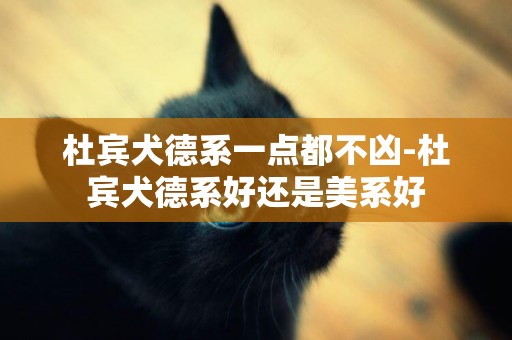 杜賓犬德系一點都不兇-杜賓犬德系好還是美系好
