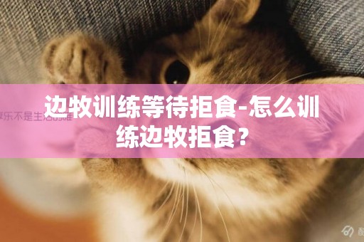 邊牧訓練等待拒食-怎么訓練邊牧拒食？