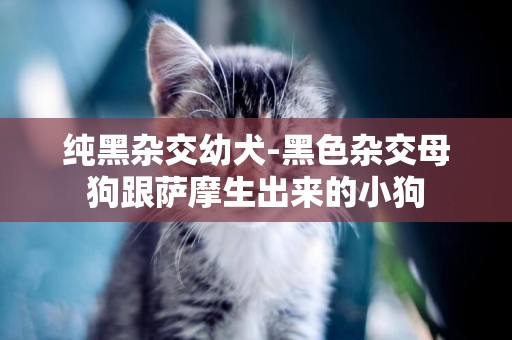 純黑雜交幼犬-黑色雜交母狗跟薩摩生出來的小狗
