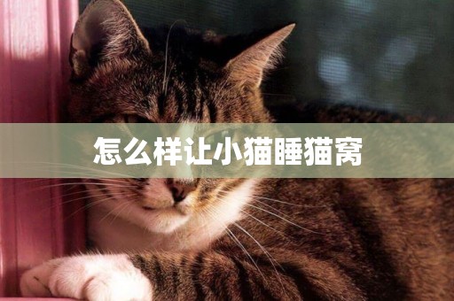 怎么樣讓小貓睡貓窩