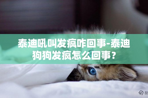 泰迪吼叫發瘋咋回事-泰迪狗狗發瘋怎么回事？
