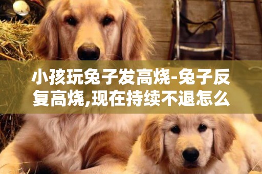 小孩玩兔子發高燒-兔子反復高燒,現在持續不退怎么辦