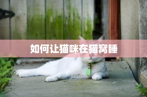 如何讓貓咪在貓窩睡