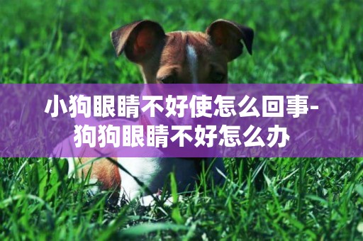 小狗眼睛不好使怎么回事-狗狗眼睛不好怎么辦