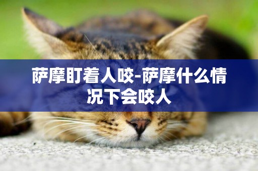 薩摩盯著人咬-薩摩什么情況下會咬人