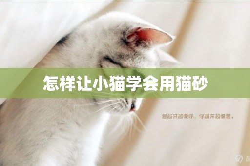 怎樣讓小貓學會用貓砂