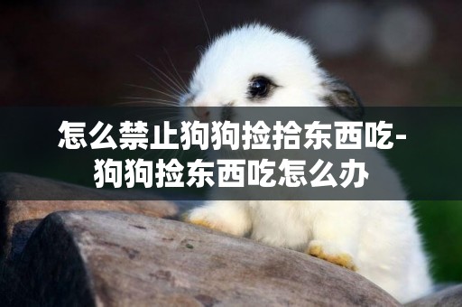 怎么禁止狗狗撿拾東西吃-狗狗撿東西吃怎么辦