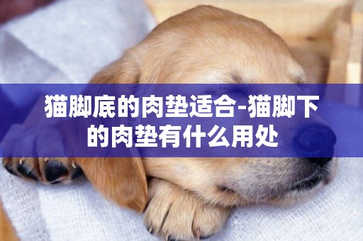 貓腳底的肉墊適合-貓腳下的肉墊有什么用處
