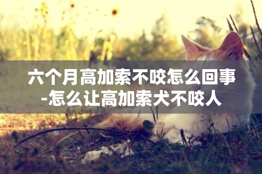 六個月高加索不咬怎么回事-怎么讓高加索犬不咬人