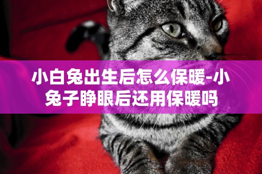 小白兔出生后怎么保暖-小兔子睜眼后還用保暖嗎