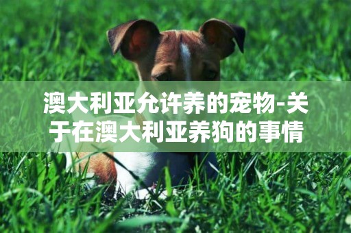 澳大利亞允許養的寵物-關于在澳大利亞養狗的事情
