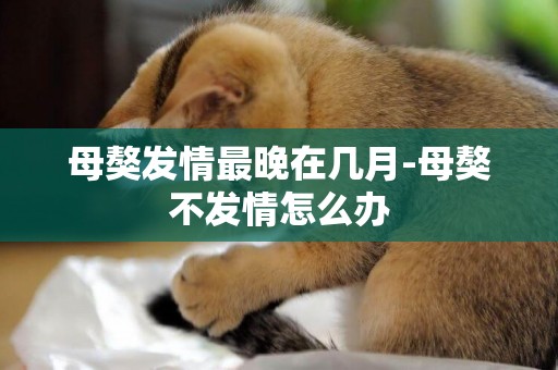 母獒發情最晚在幾月-母獒不發情怎么辦