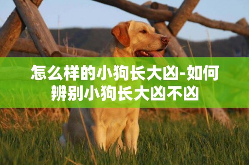 怎么樣的小狗長大兇-如何辨別小狗長大兇不兇
