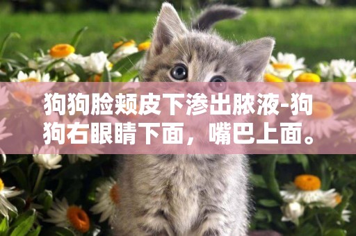 狗狗臉頰皮下滲出膿液-狗狗右眼睛下面，嘴巴上面。也就是臉頰上長了個膿瘡。一直有膿流出來，請求好心人士